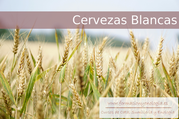 Cata Cervezas Blancas | Formación y Enología