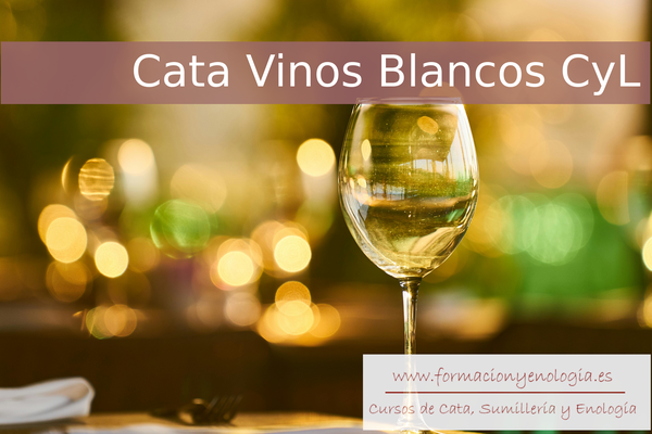 Cata Vinos Blancos CyL | Formación y Enología