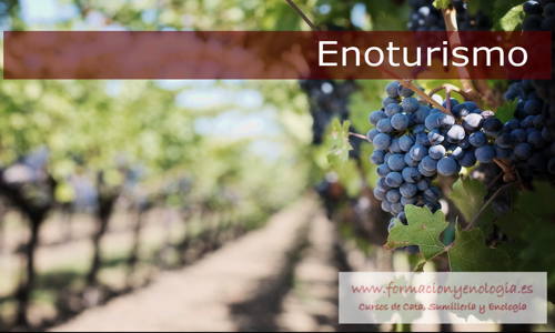 Enoturismo | Formación y Enología